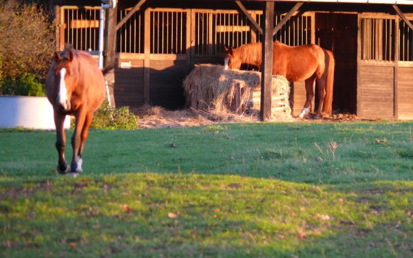 Photo de profil de horsehostel