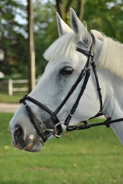 Photo de profil de mayabelle