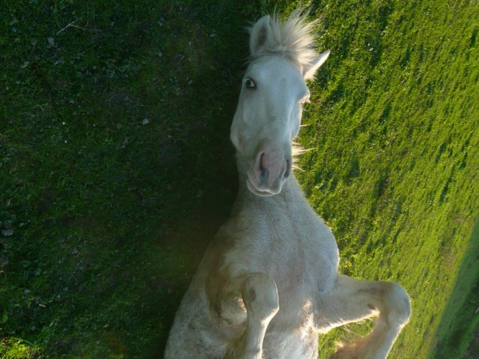 Photo de profil de tonnerre_rebel