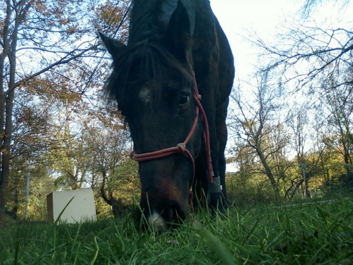 Photo de profil de evajument