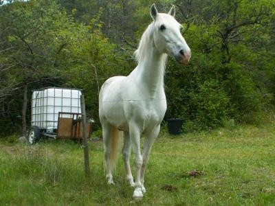 Photo de profil de lacavalieredu63