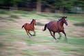 Photo de profil de cheval1973