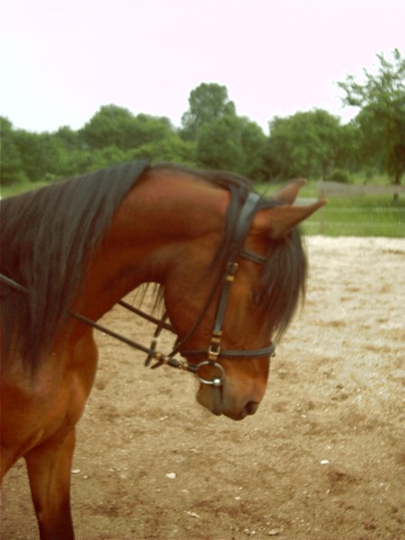 Photo de profil de lylienina