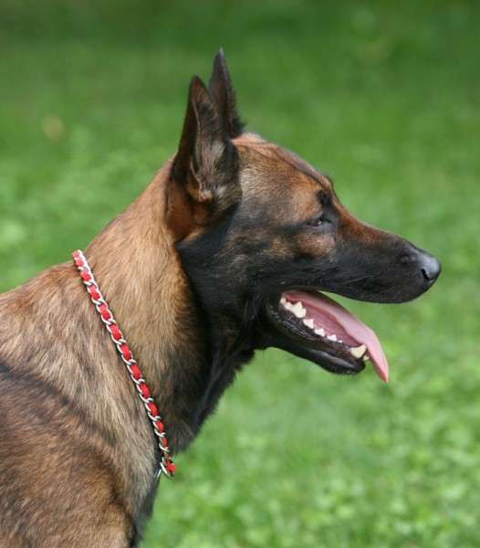 Photo de profil de tetedelapine