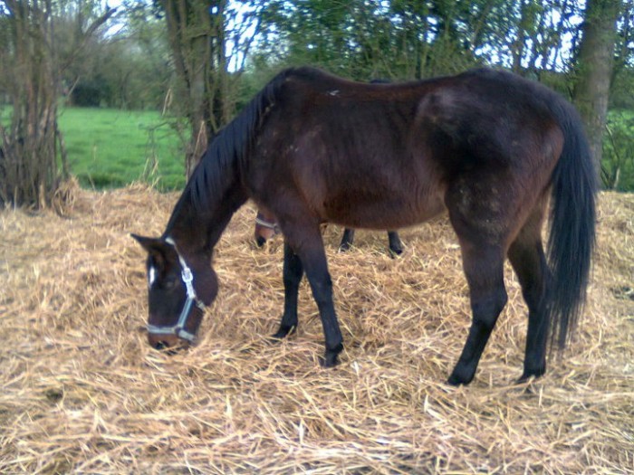 Photo de profil de gazelle60