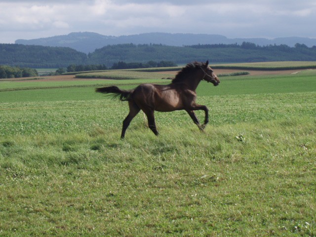 Photo de profil de cachemir