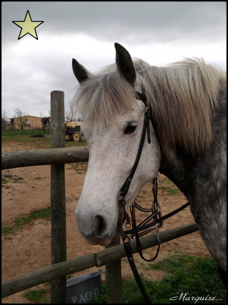 Photo de profil de marquiseab