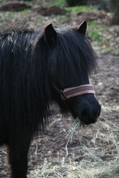 Photo de profil de chevaux.com