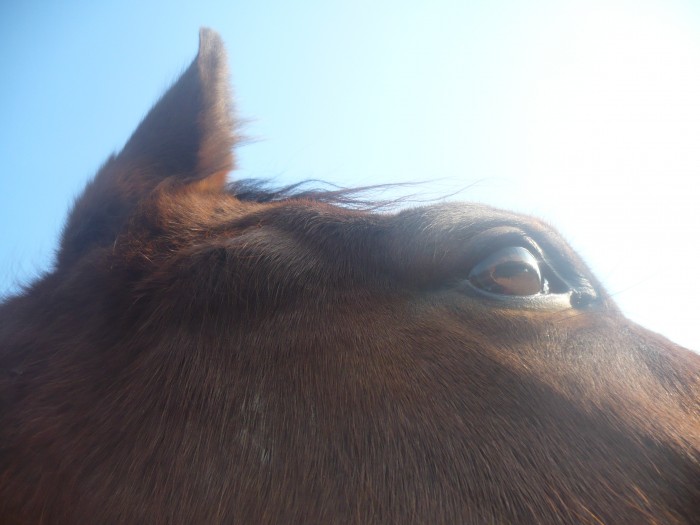 Photo de profil de horselovedu35