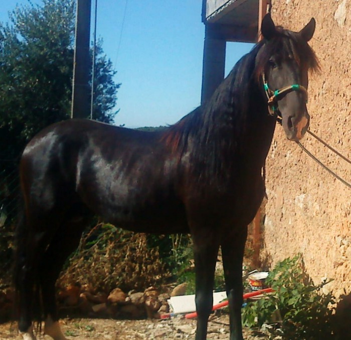 Photo de profil de capel