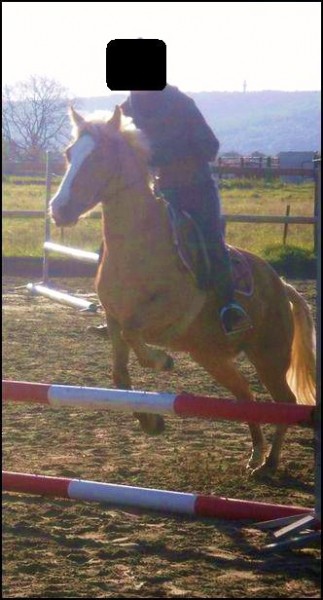 Photo de profil de dreamlifehorse