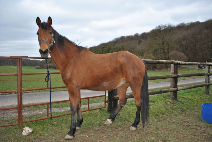 Photo de profil de jadine