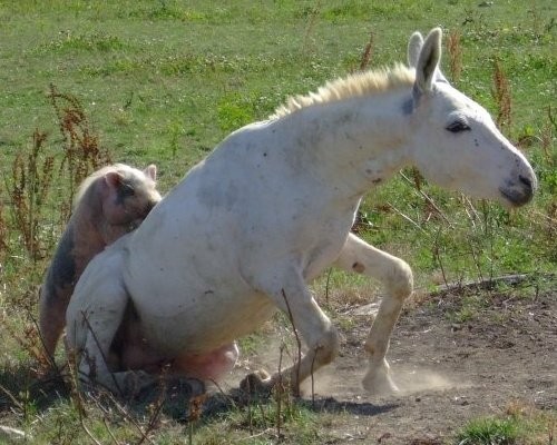 Photo de profil de magnifiqucheval