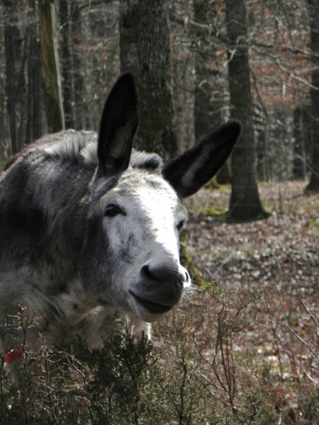 Photo de profil de amour.cheval