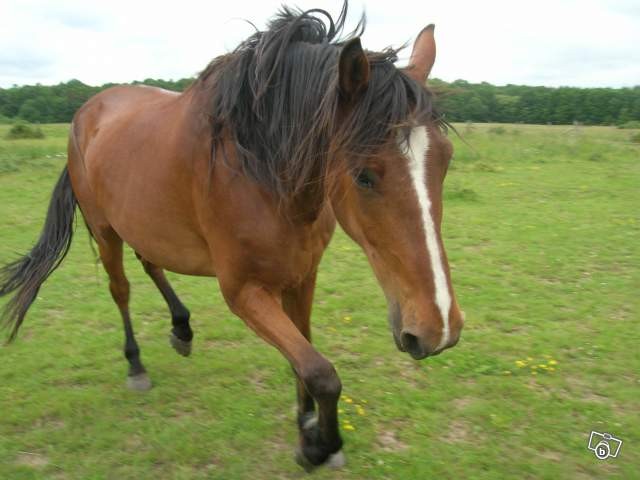 Photo de profil de chrismesrah