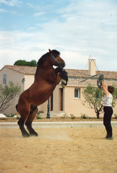 Photo de profil de actorscheval