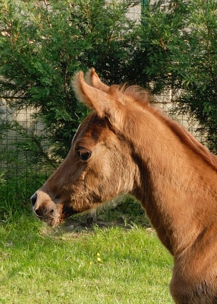 Photo de profil de amira