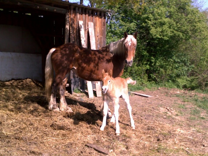 Photo de profil de amandule