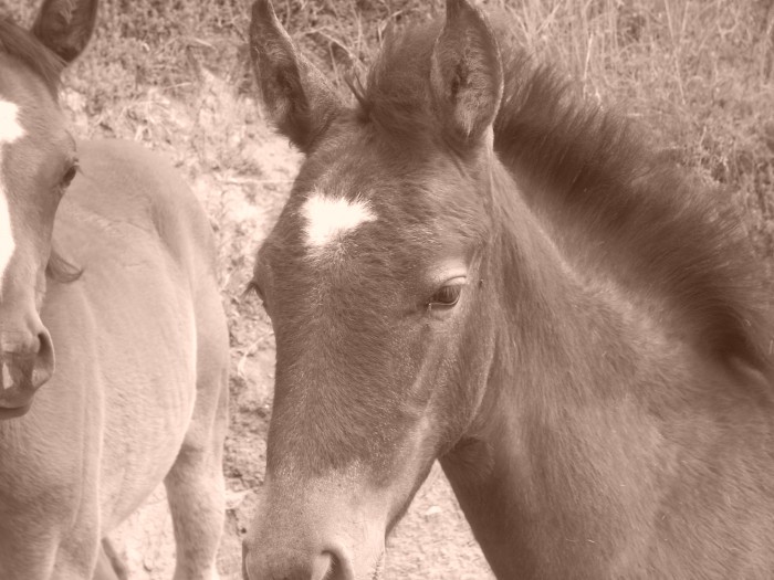 Photo de profil de rosedesmontagne