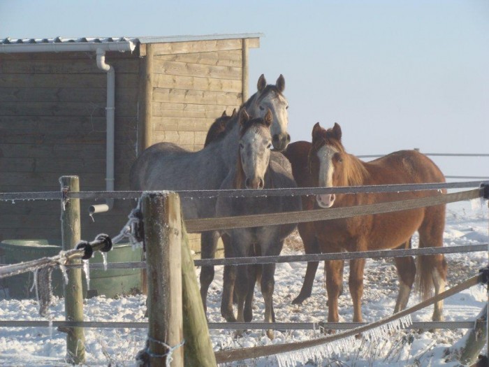 Photo de profil de goldie77