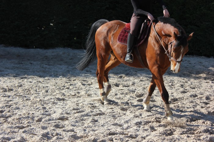 Photo de profil de hauthuppe