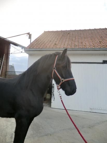 Photo de profil de cyriel
