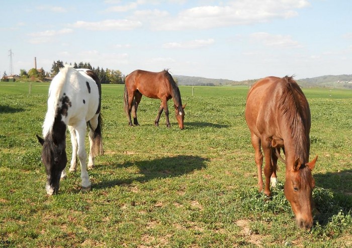 Photo de profil de cavaliere63