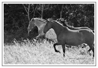 Photo de profil de equusconcilium