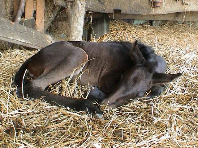 Photo de profil de diar