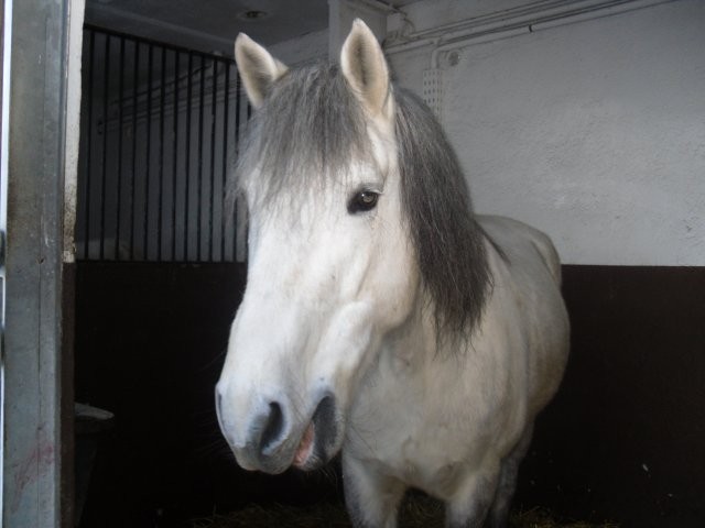 Photo de profil de lovepony