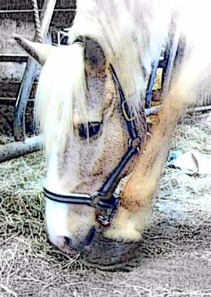 Photo de profil de pepitto57