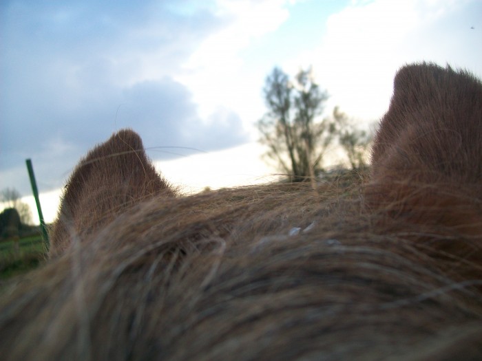 Photo de profil de poulino59