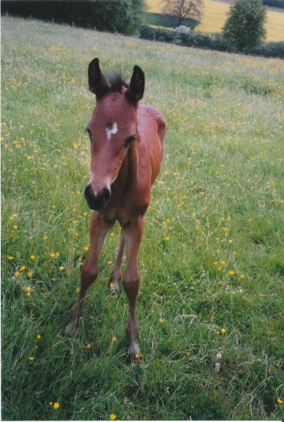 Photo de profil de royalh