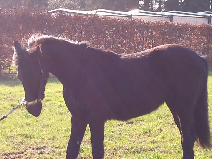 Photo de profil de wenou