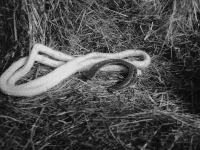 Photo de profil de paulinefournier