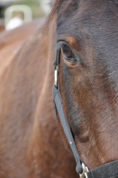 Photo de profil de chevaltrouba