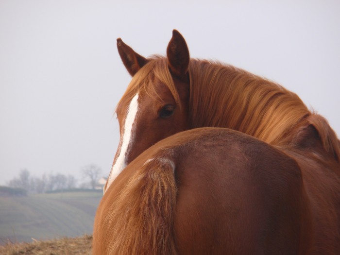 Photo de profil de toscananas
