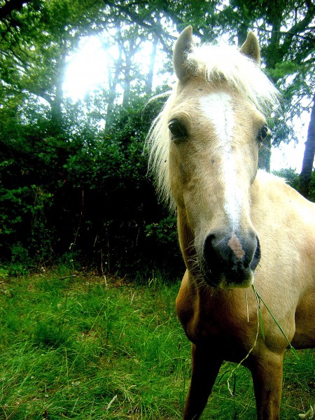 Photo de profil de poneydu85