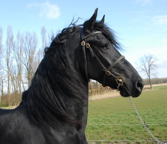 Photo de profil de cheval29