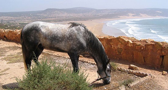 Photo de profil de chevalmaroc