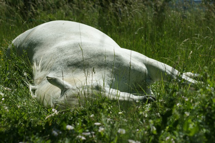 Photo de profil de loroade