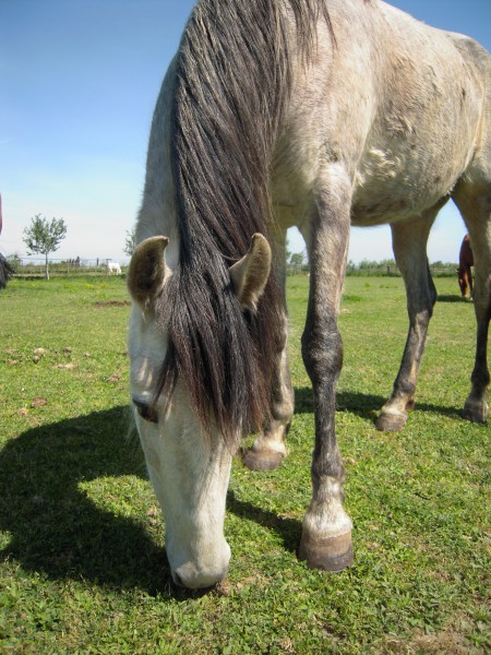 Photo de profil de chatonponey