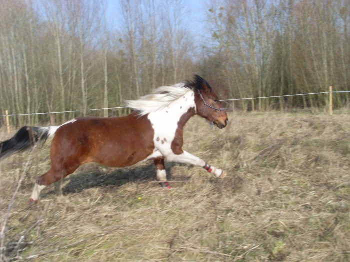 Photo de profil de metehorse80