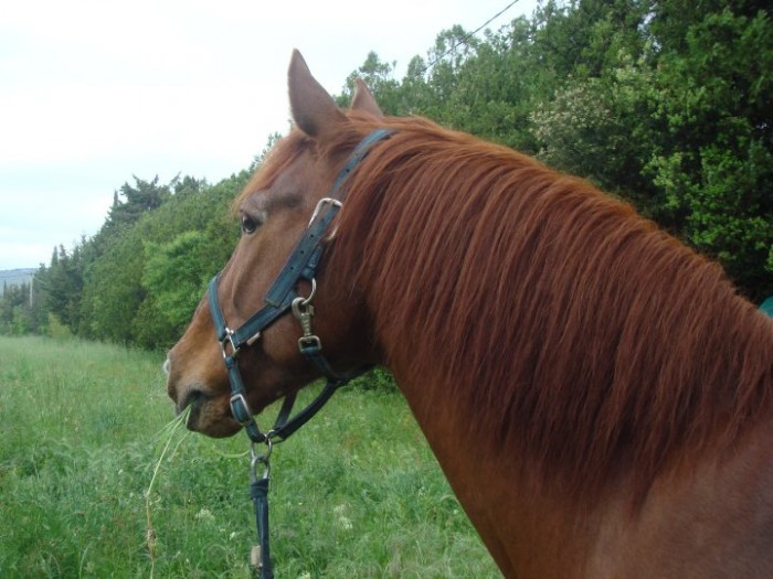 Photo de profil de ecurie13