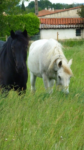 Photo de profil de paddock