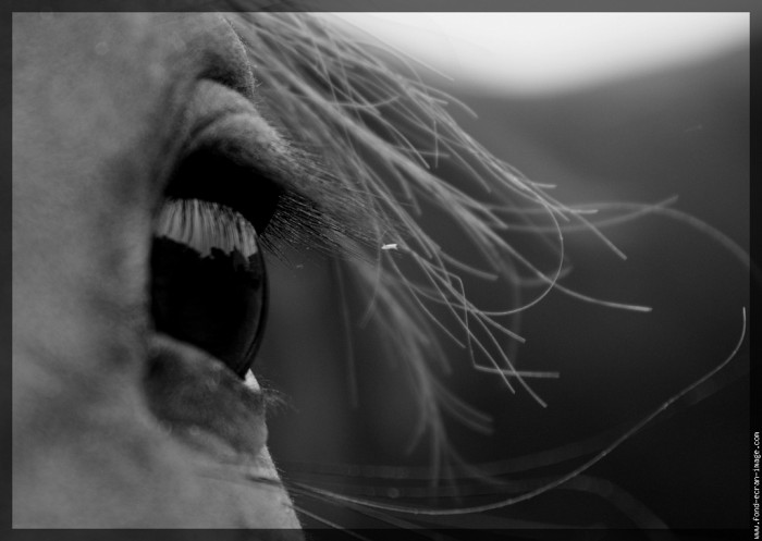 Photo de profil de nonochevaux