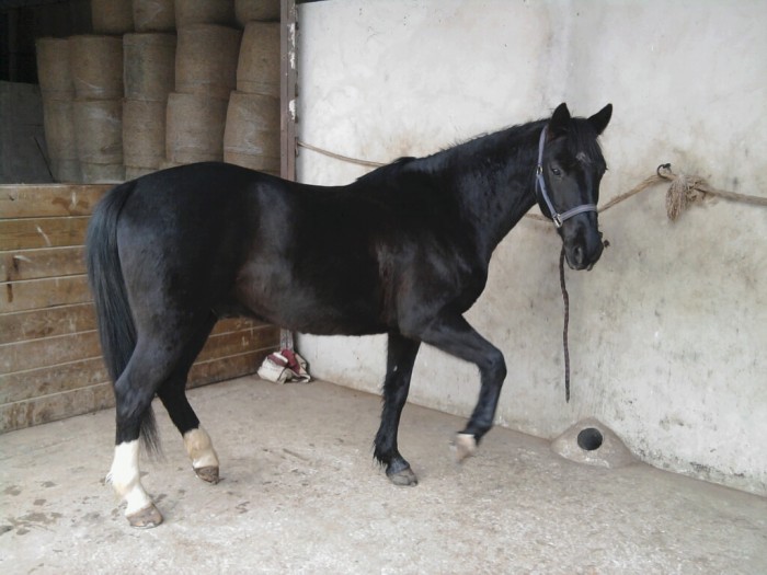 Photo de profil de tortleflo