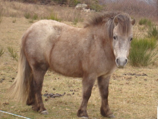 Photo de profil de amram