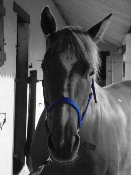 Photo de profil de triomphe
