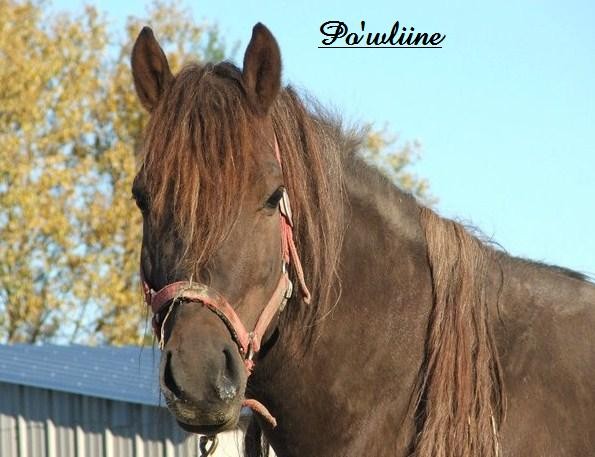 Photo de profil de pow_liine